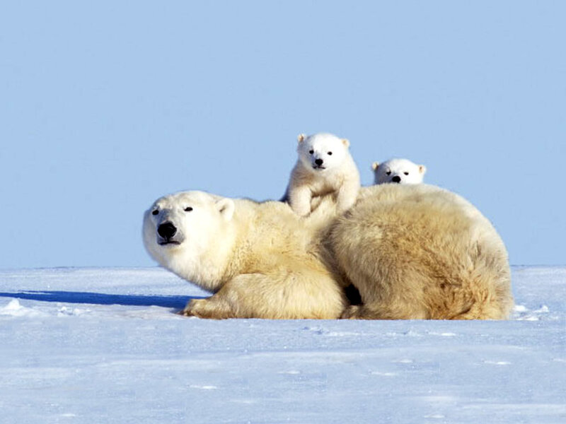 Polar Bear with Cubs — White, Calm, Winter