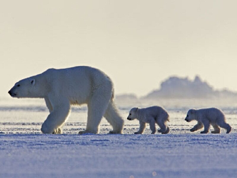 Polar Bear with Cubs — White, Serene
