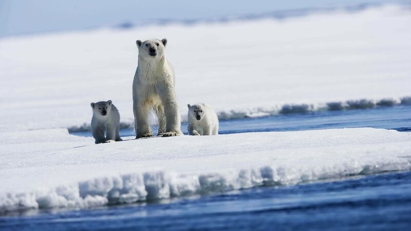 Polar Bear with Cubs — White, Serene, Winter, Photograph, Ice Floe