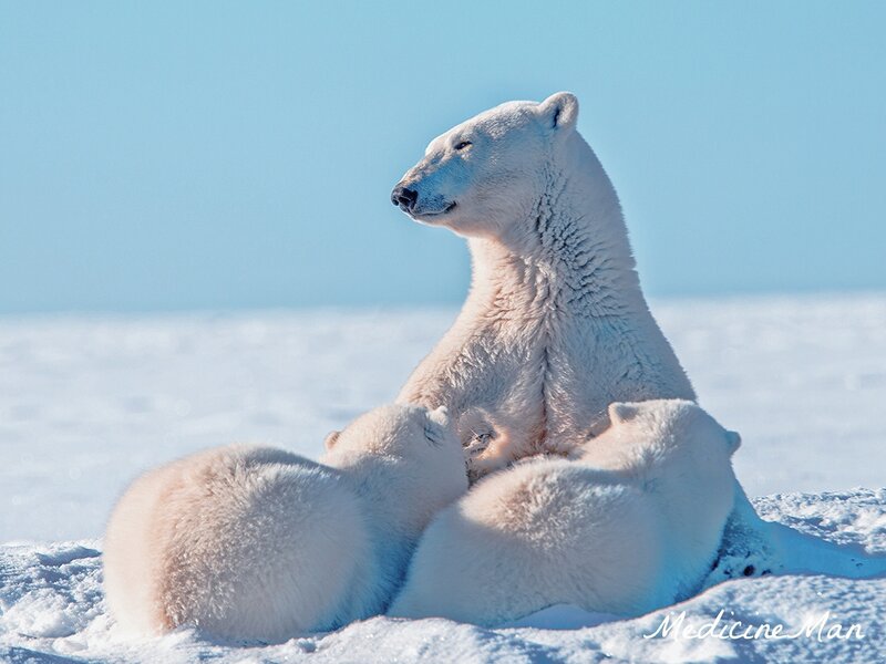 Polar Bear with Cubs — White, Serene, Winter, Photograph, Snow, Sky
