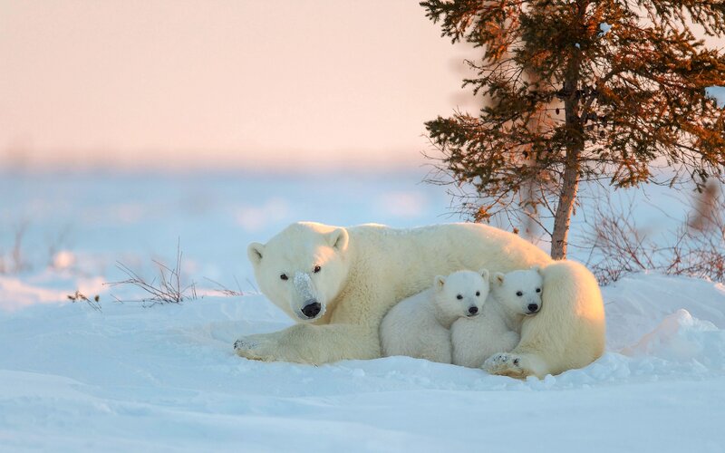 Polar Bear with Cubs — White, Serene, Winter, Photograph, Snow, Tree