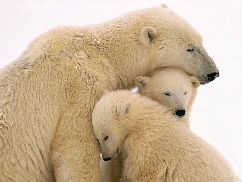Polar Bear with Cubs — White, Serene, Winter, Photograph