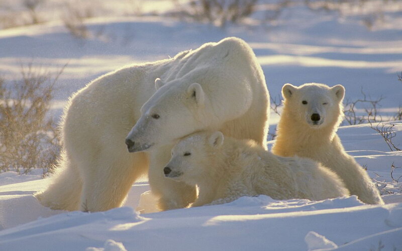 Polar Bear with Cubs — White, Serene, Winter