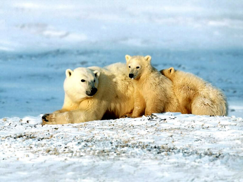 Polar Bear with Cubs — White