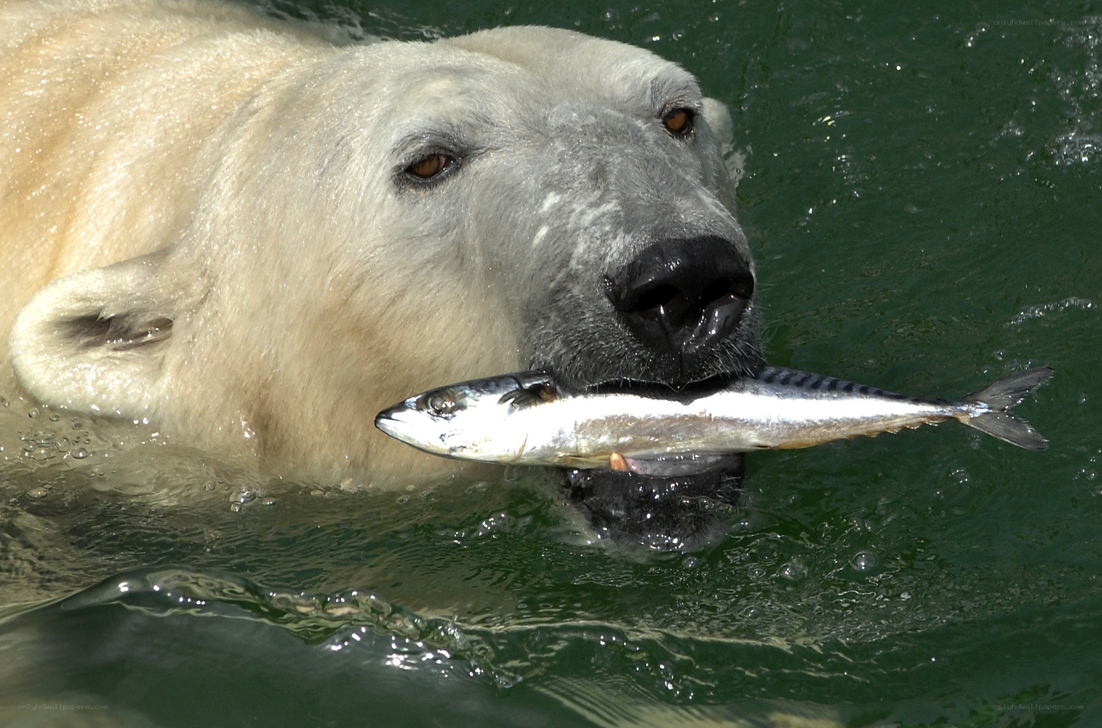 Polar bear with fish in water