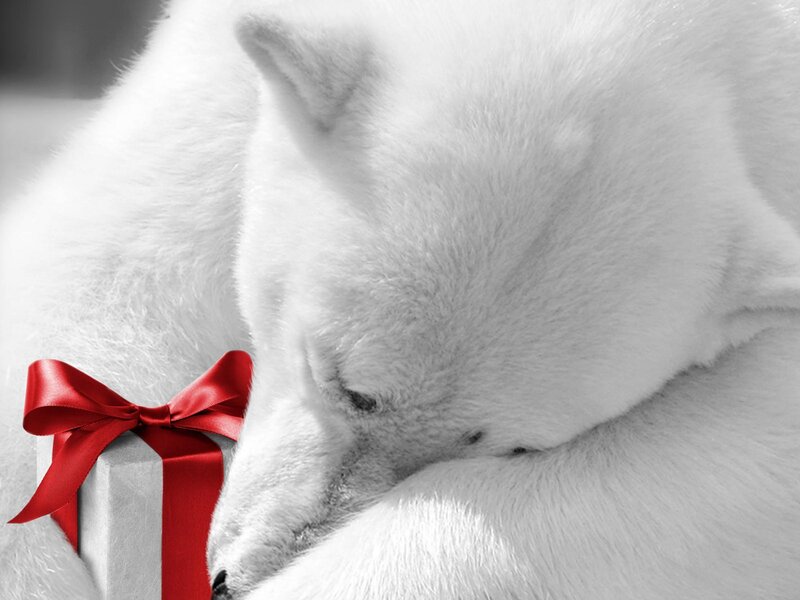 Polar bear with gift