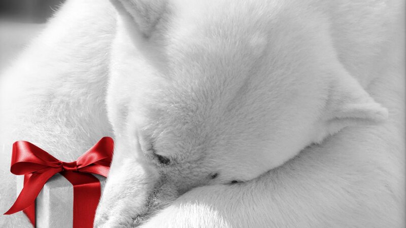 Polar bear with gift box