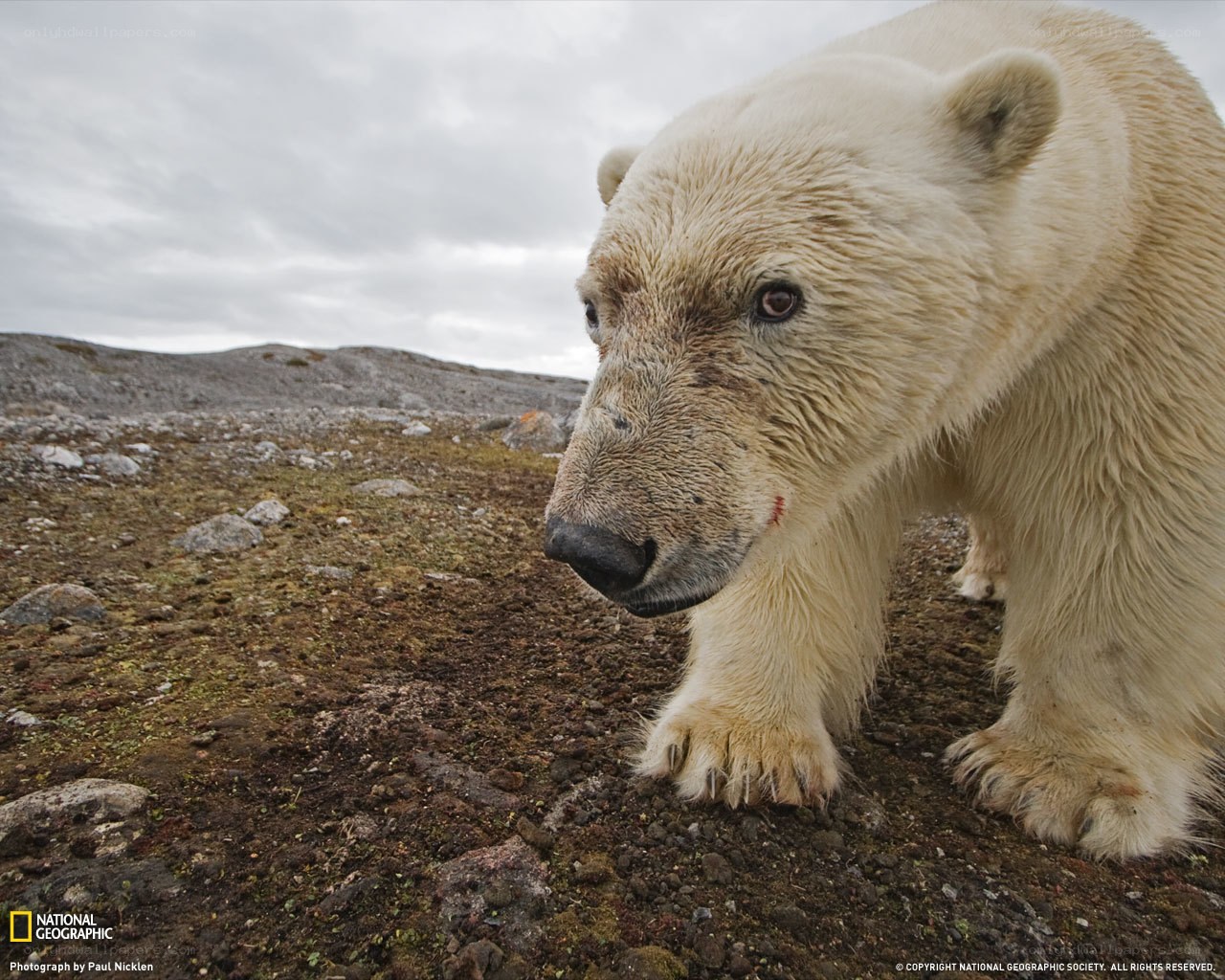 Polar bear with injury