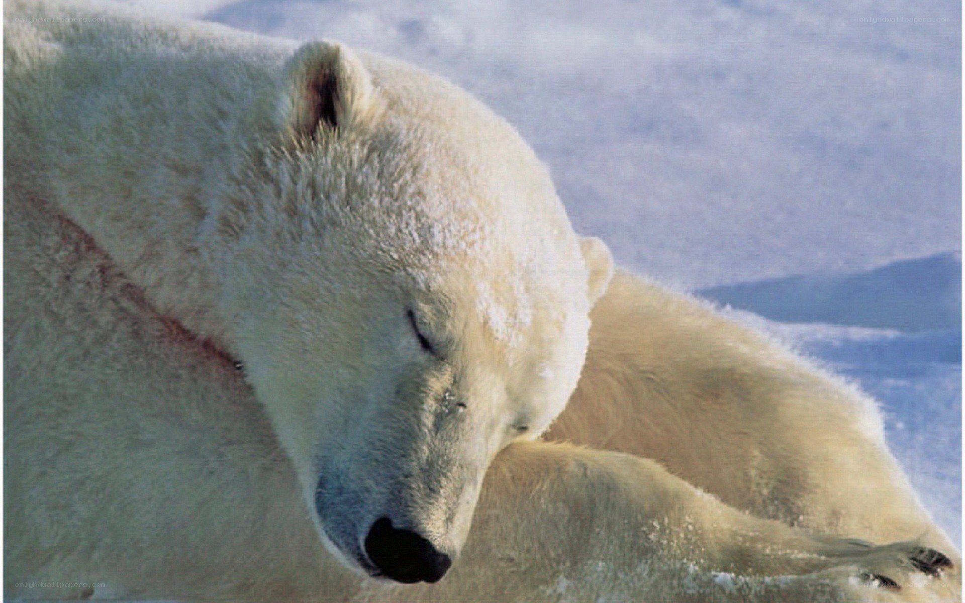 Polar bear with injury
