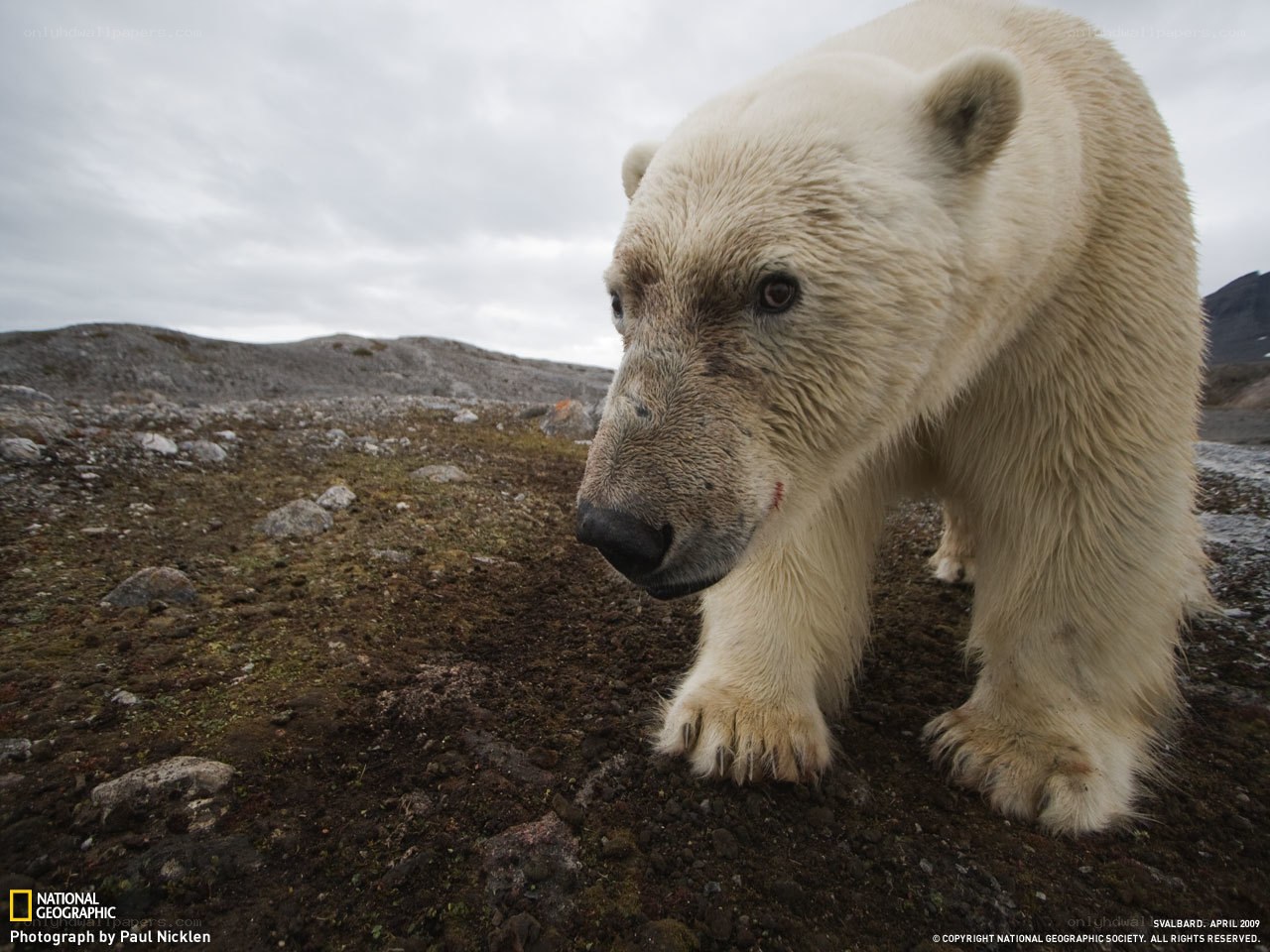 Polar bear with injury