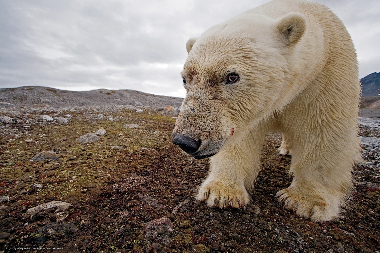 Polar bear with injury