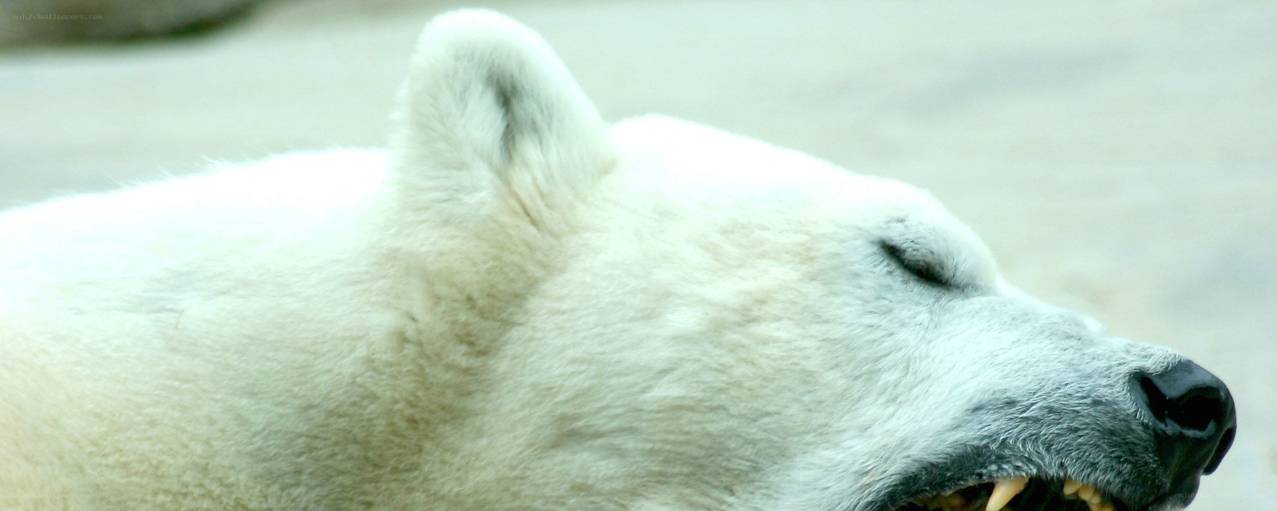 polar bear with open mouth