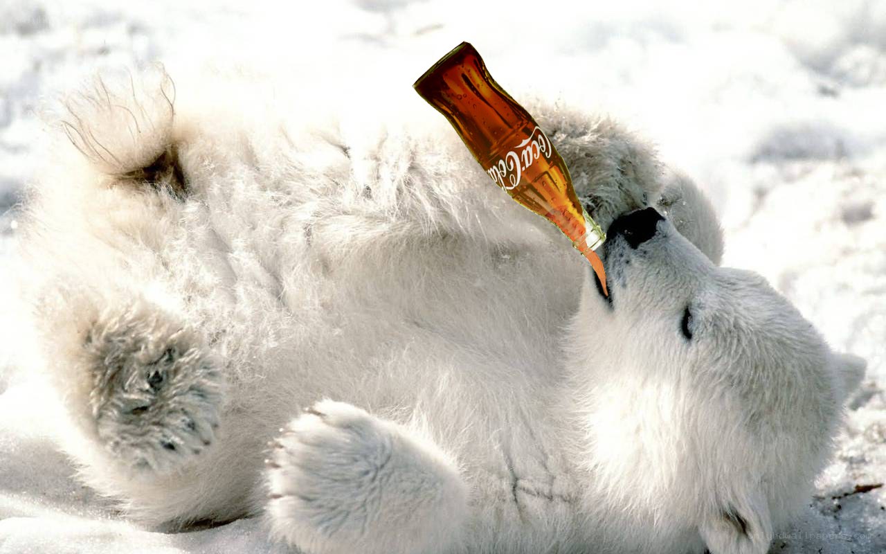 Polar bear with soda bottle