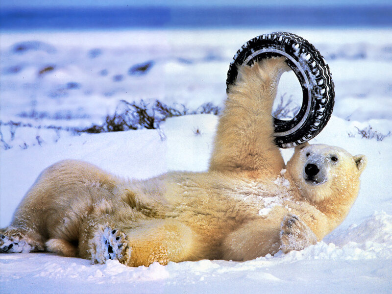 Polar bear with tire