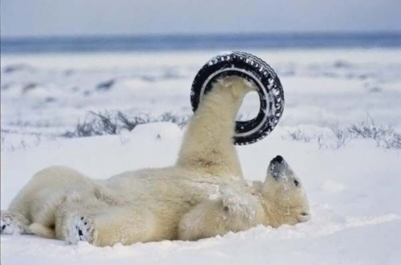 Polar Bear with Tire — White