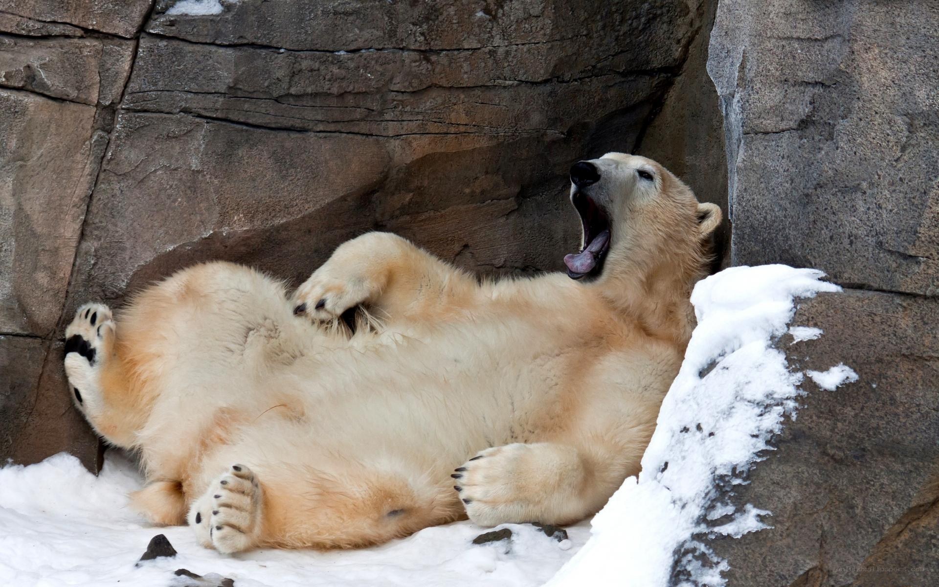Polar bear yawning in snow