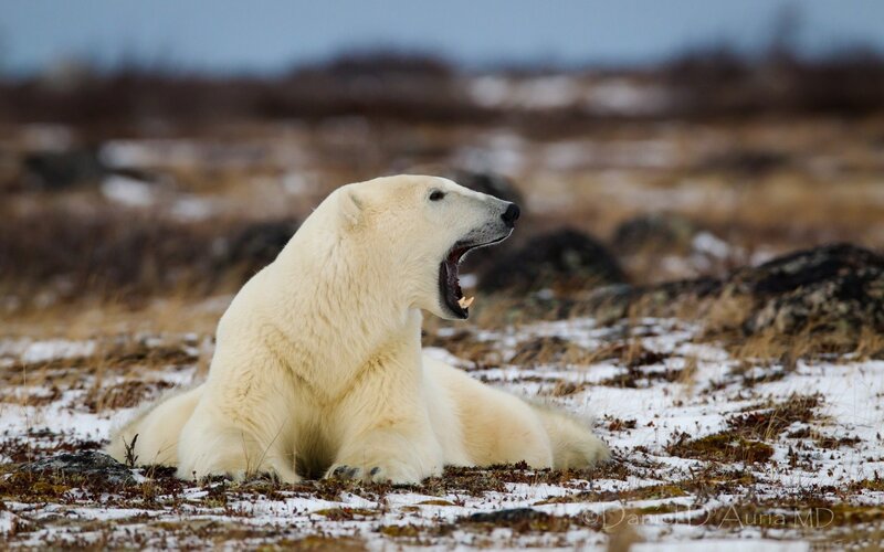 polar bear yawning in tundra