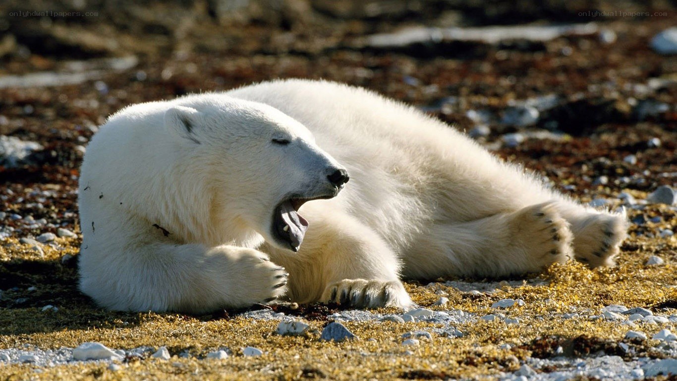 Polar bear yawning on ground