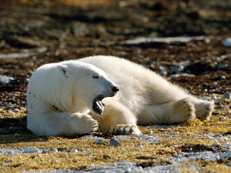 Polar bear yawning on ground