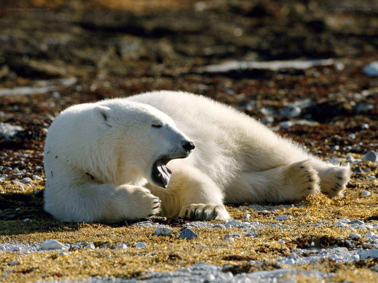 Polar bear yawning on ground