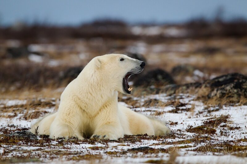 Polar Bear Yawning
