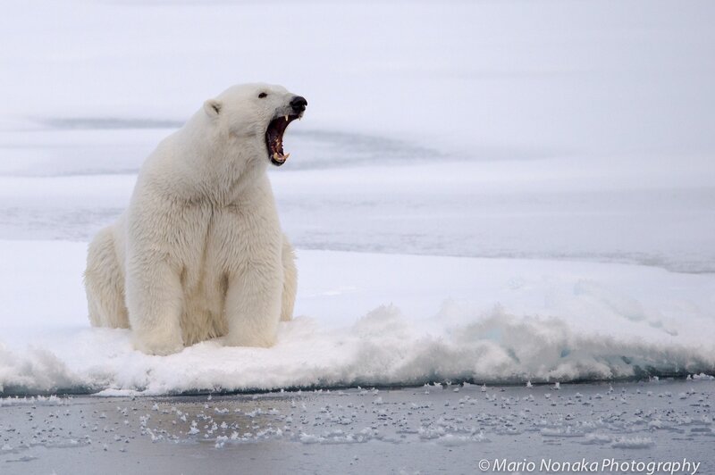 Polar Bear Yawning — White, Dramatic