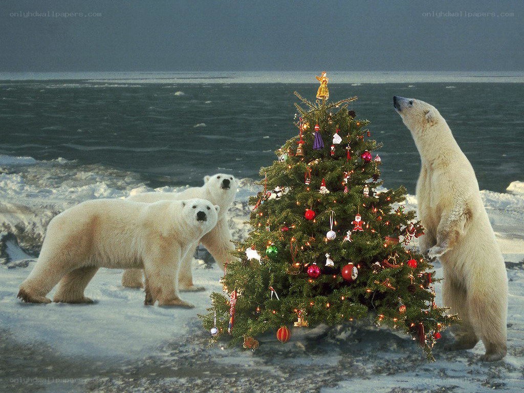 Polar bears and a Christmas tree