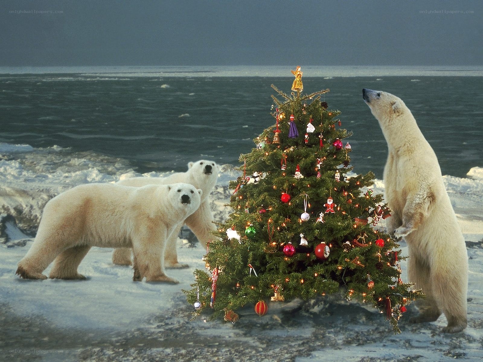 Polar bears and Christmas tree