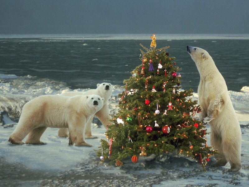 Polar Bears Around Tree