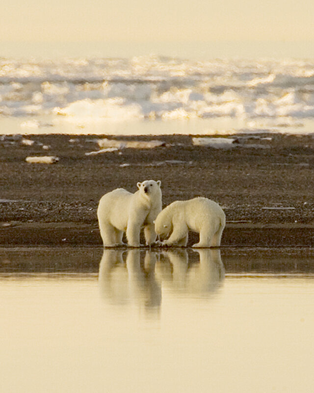 Polar bears at the water's edge