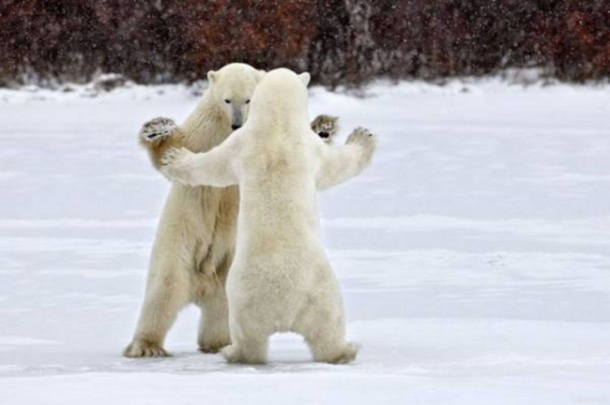 Polar bears boxing in snow