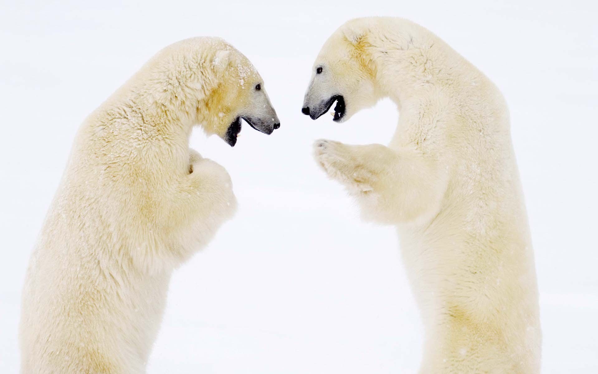 Polar bears facing off