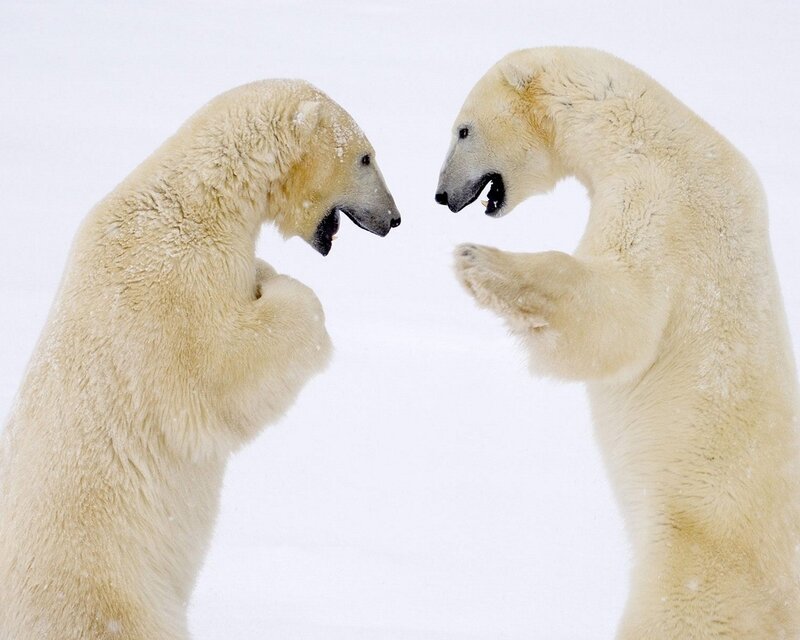 Polar bears facing off