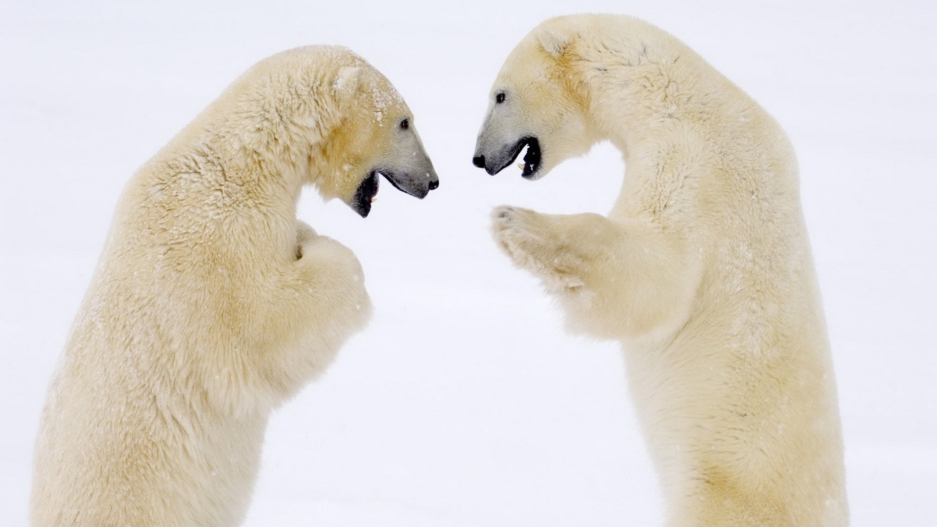 Polar bears facing off