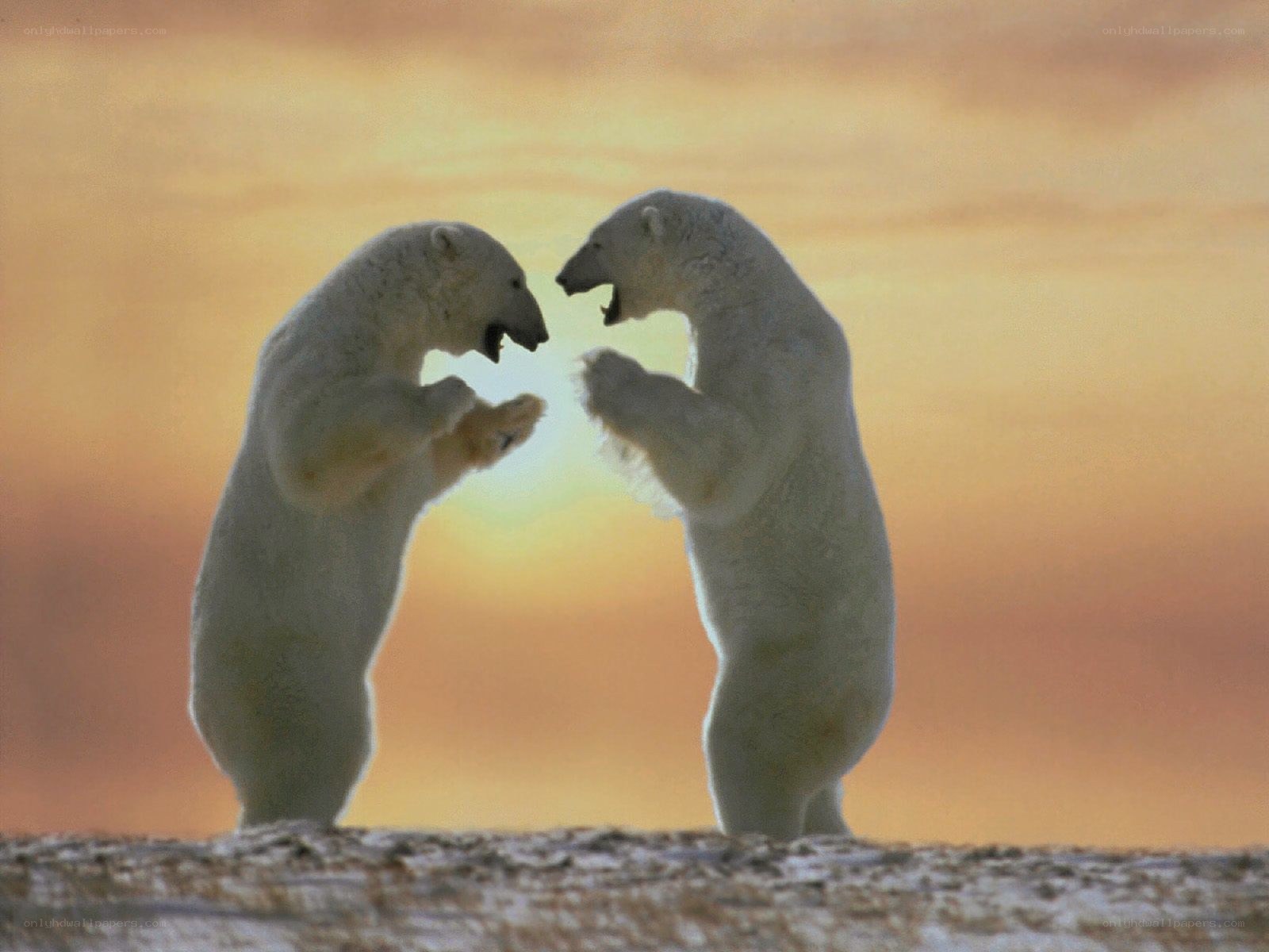 Polar bears fighting
