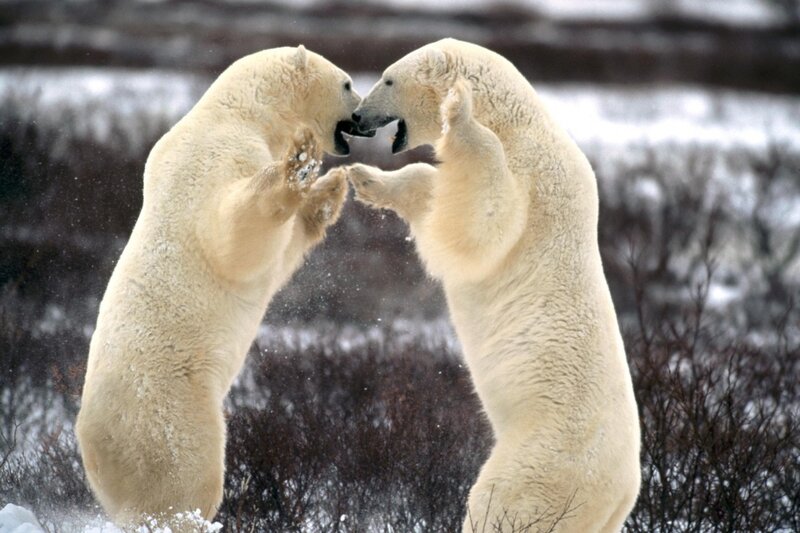 Polar bears fighting