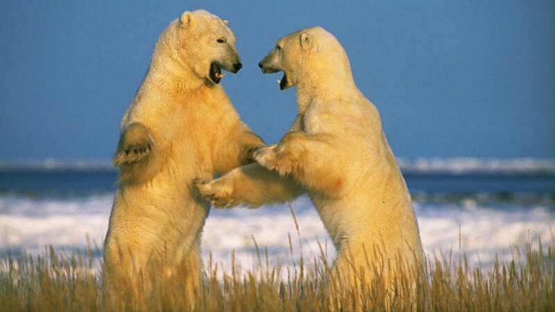 Polar bears fighting