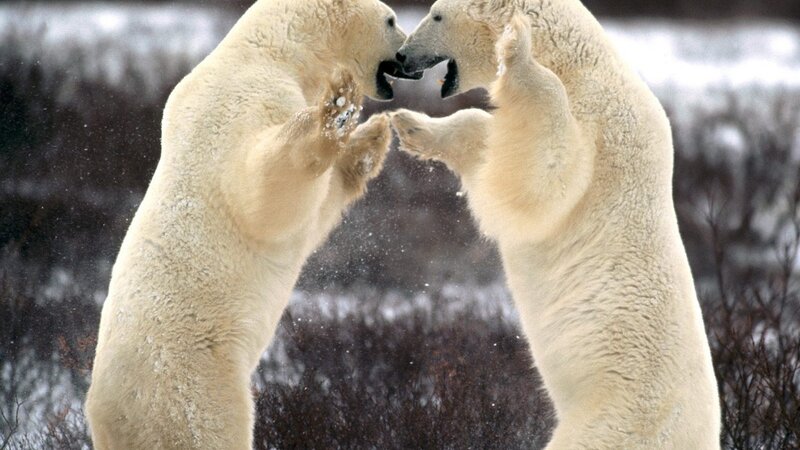 Polar bears fighting