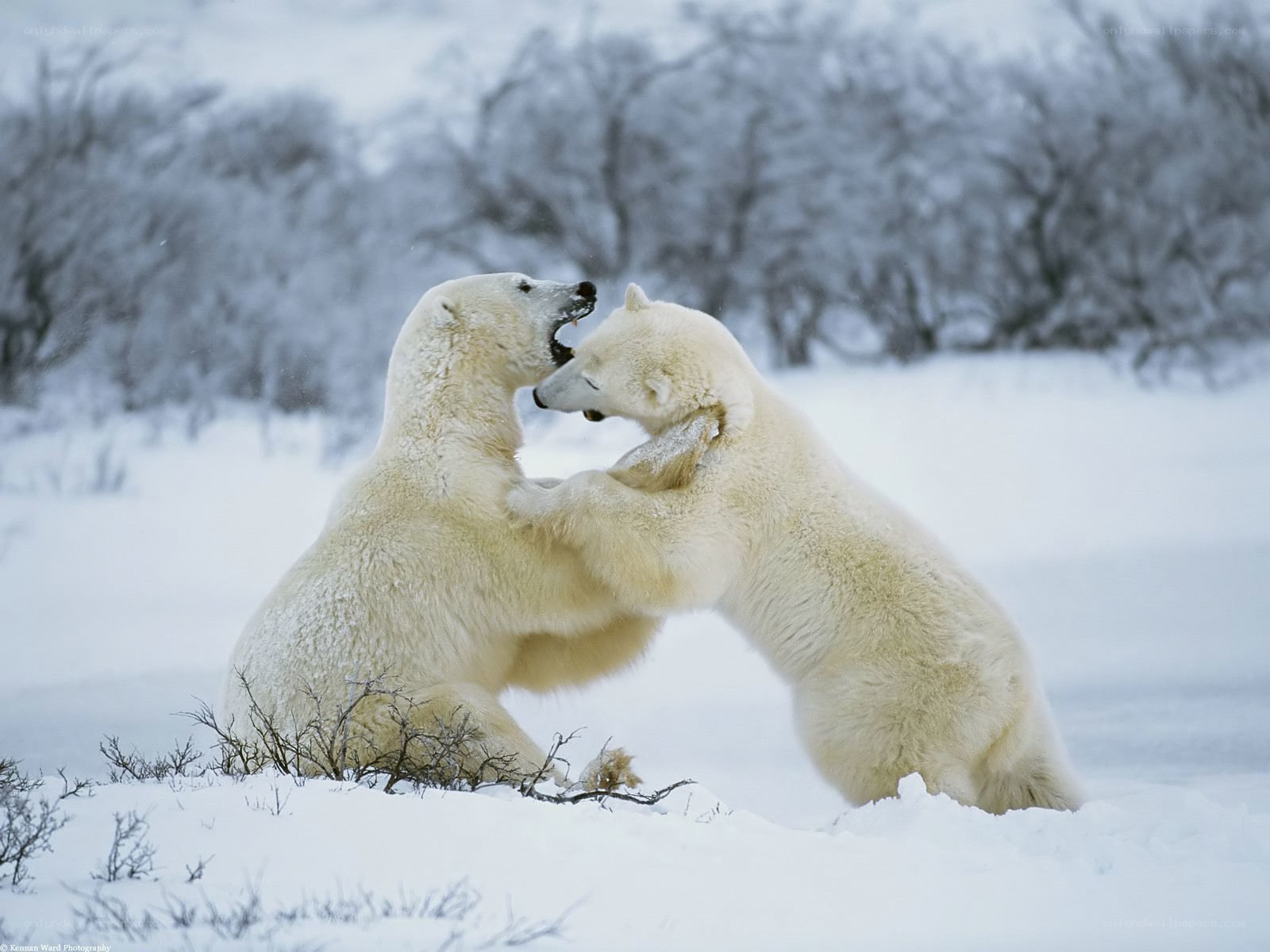 Polar bears fighting in snow