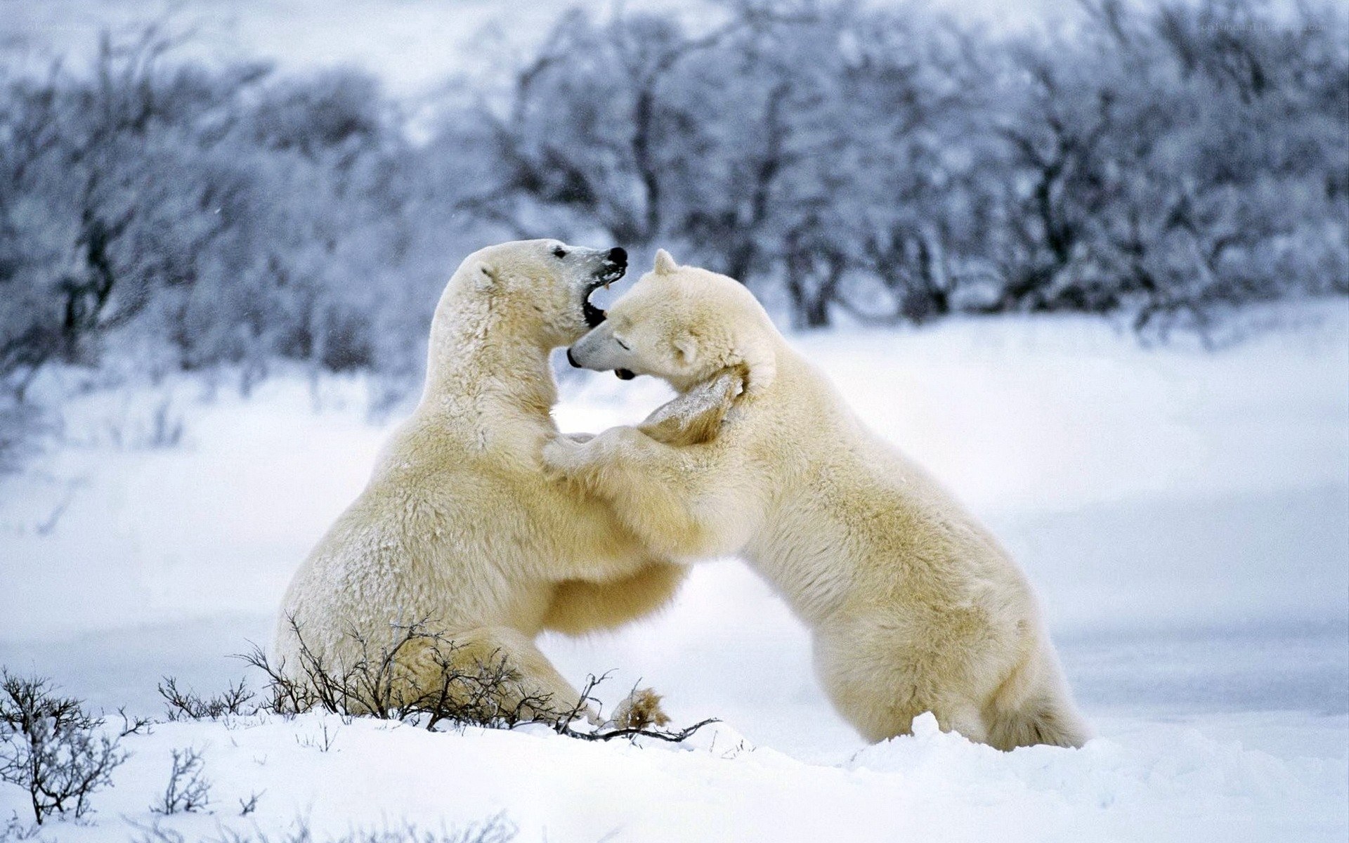 Polar bears fighting in snow