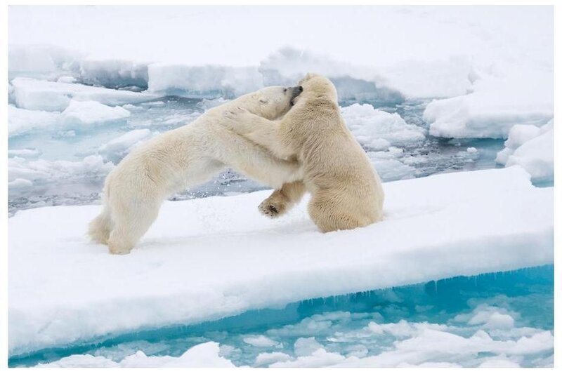 Polar bears fighting on ice
