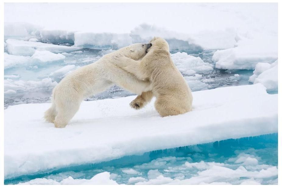 Polar bears fighting on ice