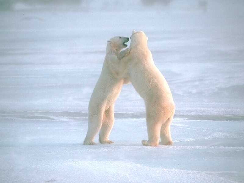 Polar bears fighting on ice
