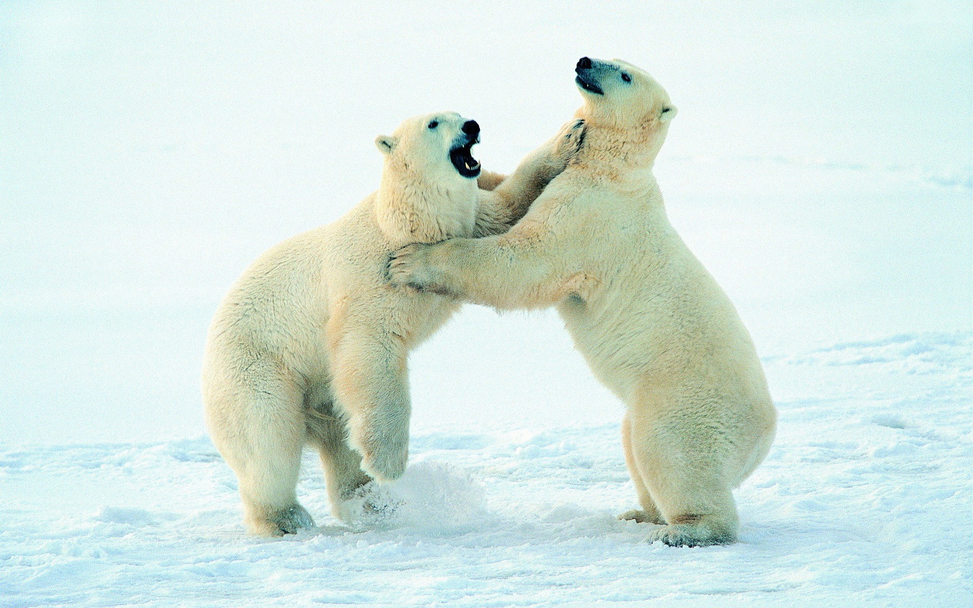 Polar bears fighting on ice