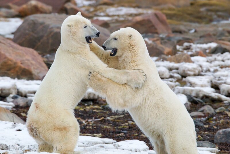 Polar bears fighting on rocky shore