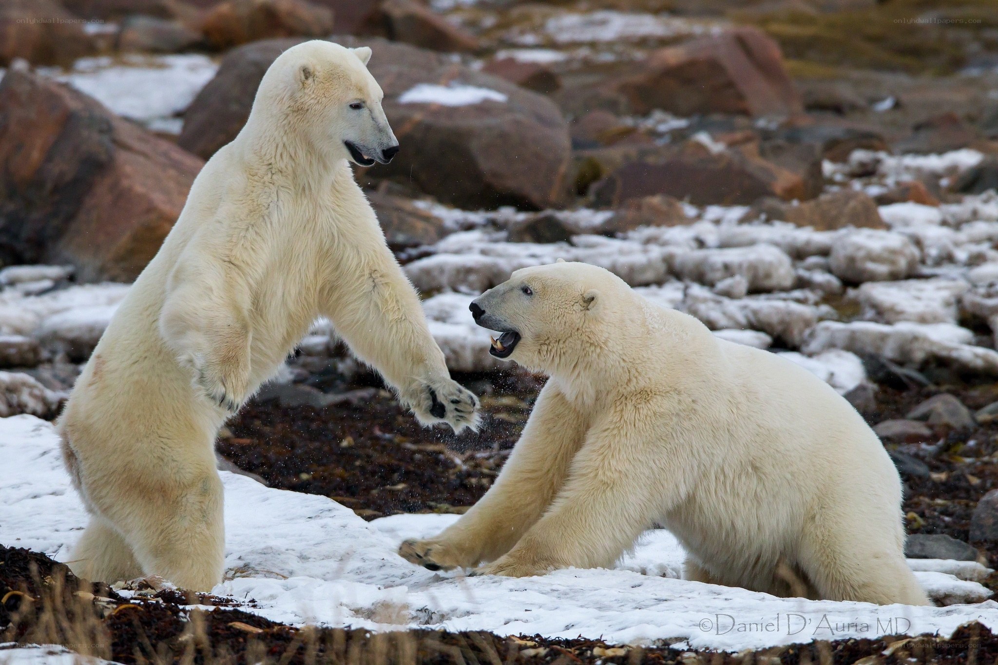 Polar bears fighting on snow