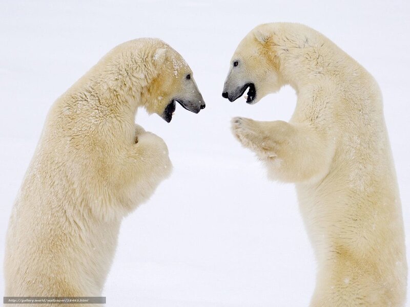 Polar bears fighting
