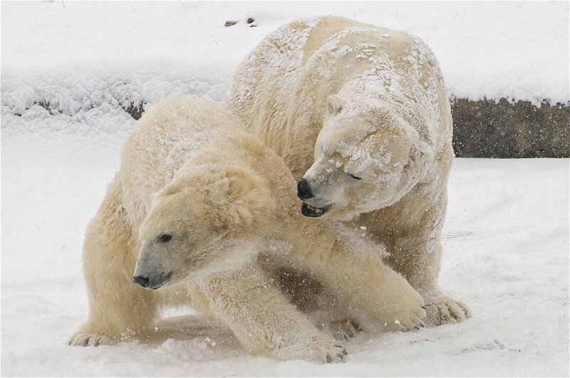 Polar Bears Fighting — White, Aggressive, Winter