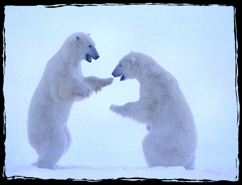 Polar Bears Fighting — White, Dramatic