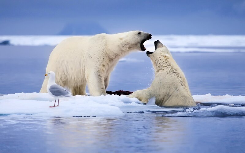 Polar Bears Fighting — White, Dramatic, Winter, Photograph, Seagull